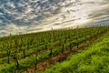 Vineyard in late autumn