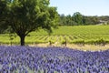 Vineyard and lavender, Barossa Valley, Australia Royalty Free Stock Photo