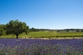 Vineyard and lavender, Barossa Valley, Australia Royalty Free Stock Photo