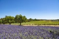 Vineyard and lavender, Barossa Valley, Australia Royalty Free Stock Photo