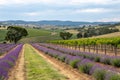 Vineyard and Lavender Fields, Barossa Valley, Australia Royalty Free Stock Photo