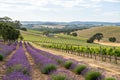 Vineyard and Lavender Fields, Barossa Valley, Australia Royalty Free Stock Photo