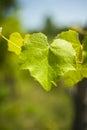 Vineyard leaf on green blurred  background Royalty Free Stock Photo