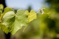 Vineyard leaf on green blurred  background Royalty Free Stock Photo