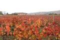 Vineyard Leaves Turning Color in the Fall Royalty Free Stock Photo
