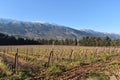 Vineyard in the Lebanon Bekaa valley in autumn Royalty Free Stock Photo