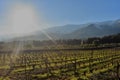 Vineyard in the Lebanon Bekaa valley in autumn Royalty Free Stock Photo