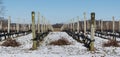 Vineyard after light snow