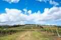 Vineyard located near Punta Del Este, part of The Wine Road of Uruguay