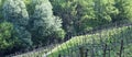 Vineyard Lohrberg, Frankfurt / Main, Germany Royalty Free Stock Photo