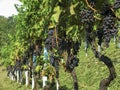 Vineyard in Lombardy, Italy - row of vines with large bunches of ripe black grapes
