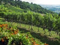 Vineyard in Lombardy, Italy - rows of vines with large bunches of ripe black grapes and red currant plants in foreground