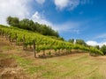 Vineyard with a lot of lush grapevines in italian hills Royalty Free Stock Photo