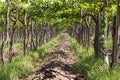 Vineyard, Lujan de Cuyo, Argentina Royalty Free Stock Photo