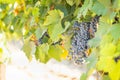 Vineyard with Lush, Ripe Wine Grapes on the Vine Ready for Harvest Royalty Free Stock Photo