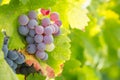 Colorful Ripe Wine Grapes on the Vine Ready for Picking Royalty Free Stock Photo