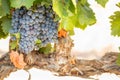 Vineyard with Lush, Ripe Wine Grapes on the Vine Ready for Harvesting Royalty Free Stock Photo