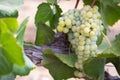 Vineyard with Lush, Ripe Wine Grapes on the Vine Ready for Harvest Royalty Free Stock Photo