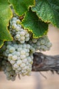 Vineyard with Lush, Ripe Wine Grapes on the Vine Ready for Harvest Royalty Free Stock Photo