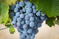 Vineyard with Lush, Ripe Wine Grapes on the Vine Ready for Harvest