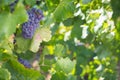 Vines with Lush, Ripe Wine Grapes and Green Leaves Royalty Free Stock Photo