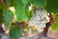 Ripe Wine Grapes on the Vine Ready for Harvest Royalty Free Stock Photo