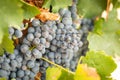 Vineyard with Lush, Ripe Wine Grapes on the Vine Ready for Harvesting Royalty Free Stock Photo