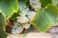 Vineyard with Lush, Ripe Wine Grapes on the Vine Ready for Harvest Royalty Free Stock Photo