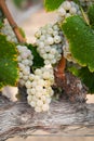 Vineyard with Lush, Ripe Wine Grapes on the Vine Ready for Harvest Royalty Free Stock Photo