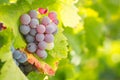 Vineyard of Lush, Ripe Wine Grapes on the Vine Ready to Pick