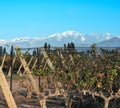 Vineyard in Maipu, Argentine province of Mendoza