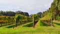 Vineyard at Margaret River, Australia