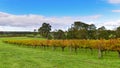 Vineyard at Margaret River, Australia