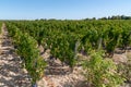 Vineyard in Margaux castle in MÃÂ©doc France