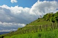 Vineyard in Maribor Royalty Free Stock Photo