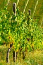 Vineyard In Maribor, Slovenia Royalty Free Stock Photo