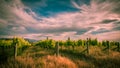 Vineyard near Blenheim under dramatic sky New Zealand Royalty Free Stock Photo