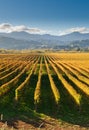 Vineyard in the Marlborough district