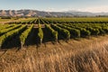 Vineyard in Marlborough, New Zealand