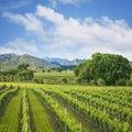 Vineyard Marlborough New Zealand Square