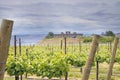 Vineyard in Maryhill Washington State Royalty Free Stock Photo
