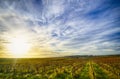 Vineyard in McLaren Vale, South Australia Royalty Free Stock Photo