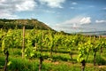 Vineyard with medieval ruin