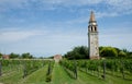 Vineyard on Mediteranean island near Venice, Italy Royalty Free Stock Photo