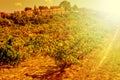 A vineyard in a mediterranean country lit by the evening light Royalty Free Stock Photo
