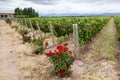 Vineyard Mendoza Argentina