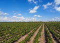 Vineyard in Mendoza Province, Argentina Royalty Free Stock Photo