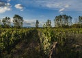 Vineyard in Mendoza Province, Argentina