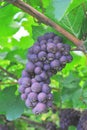 Vineyard merlot Royalty Free Stock Photo