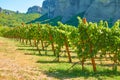 Vineyard in Meteora Royalty Free Stock Photo